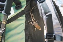 Lizards love Guillermo's backpack