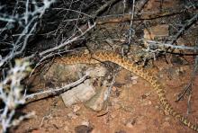 A rattlesnake near our camp